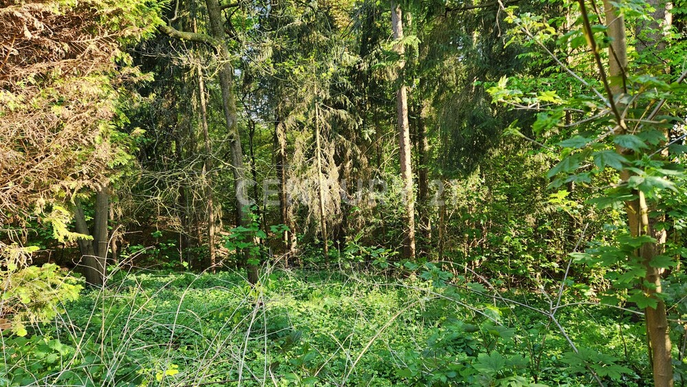 Bewaldetes Grundstück